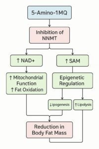 Role in muscle function